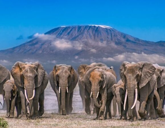 KENYAN SAFARI : 9 NIGHTS / 10 DAYS