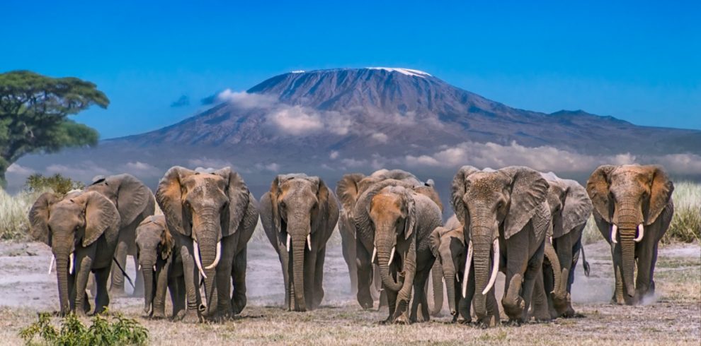 KENYAN SAFARI : 9N/10D